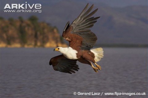 African-fish-eagle